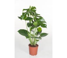 Monstera Deliciosa(Gatenplant), pot 19 cm, hoog 70 cm - afbeelding 1