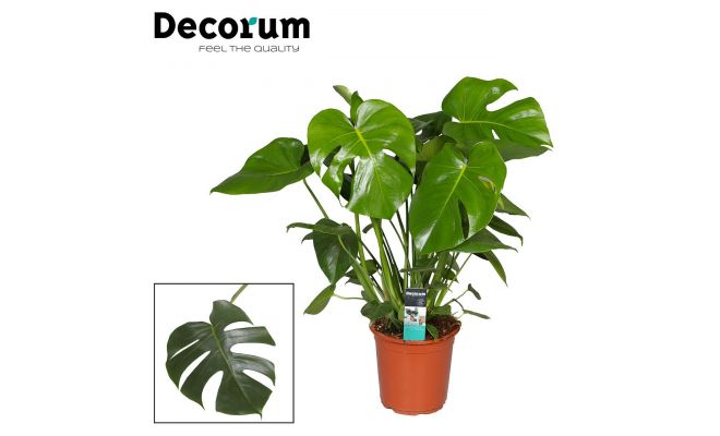 Monstera deliciosa(gatenplant), pot 21 cm, h 75 cm