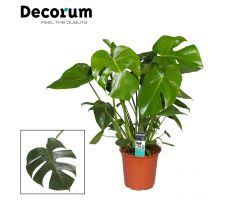 Monstera deliciosa(gatenplant), pot 21 cm, h 75 cm