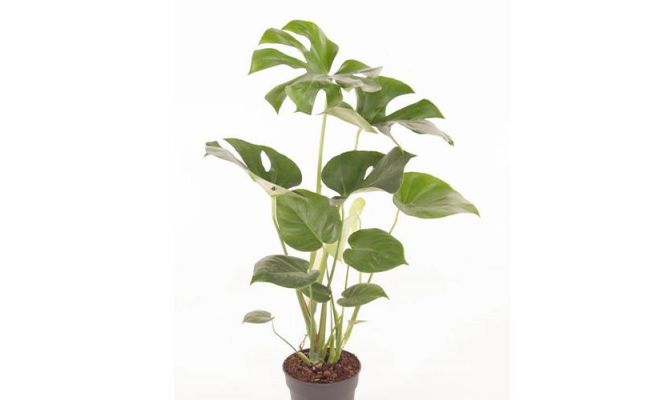 Monstera Deliciosa (Gatenplant), pot 21 cm, h 80 cm