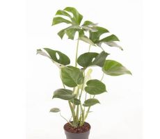 Monstera Deliciosa (Gatenplant), pot 21 cm, h 80 cm