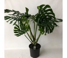 Monstera Deliciosa (Gatenplant), pot 30 cm, h 90 cm - afbeelding 1
