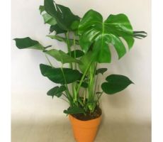 Monstera Deliciosa(Gatenplant), pot 19 cm, h 50 cm