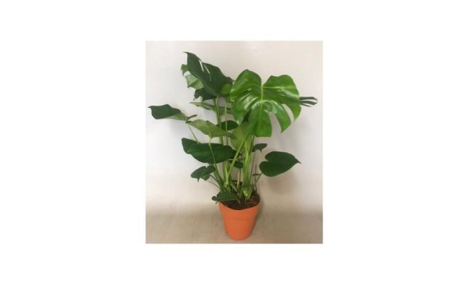Monstera Deliciosa(Gatenplant), pot 19 cm, h 75 cm