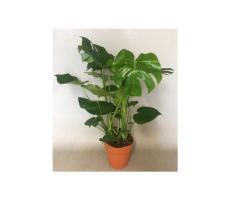 Monstera Deliciosa(Gatenplant), pot 19 cm, h 75 cm