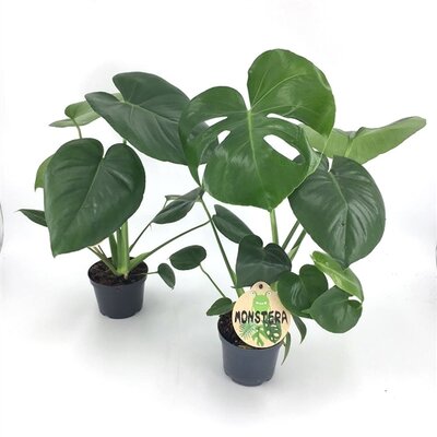 Monstera deliciosa, pot 19 cm, h 95 cm