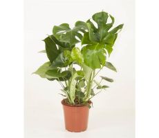 Monstera Deliciosa(Gatenplant), pot 21 cm, h 70 cm