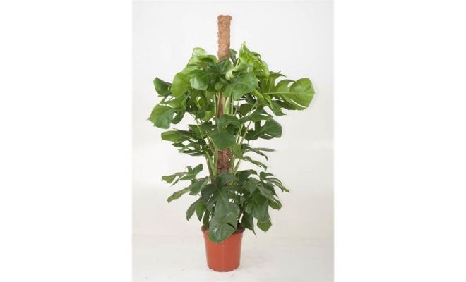 Monstera Deliciosa(Gatenplant), pot 27 cm, h 130 cm