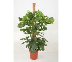 Monstera Deliciosa(Gatenplant), pot 27 cm, h 130 cm
