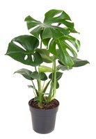 Monstera Deliciosa, struik,(gatenplant), pot 19 cm, h 90 cm