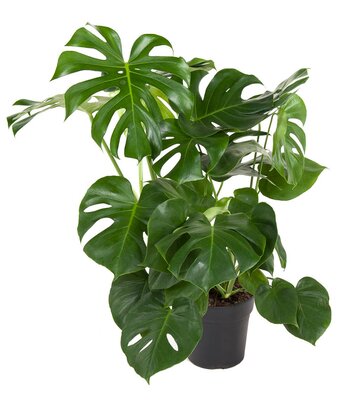 Monstera Deliciosa struik (gatenplant), pot 24 cm, h 90 cm - afbeelding 1