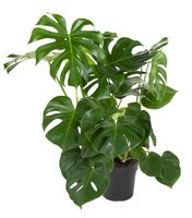Monstera Deliciosa struik (gatenplant), pot 24 cm, h 90 cm - afbeelding 2
