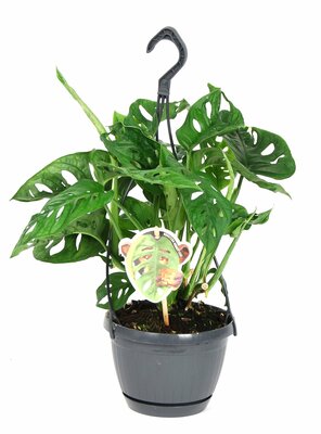 Monstera obliqua 'Monkey Mask, hangpot 14 cm