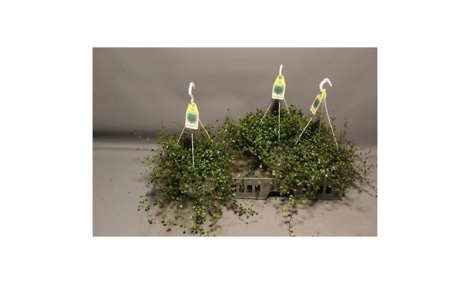 Muehlenbeckia com. 'Mao'ri' (Hangplant) pot 13 cm lengte 30 cm