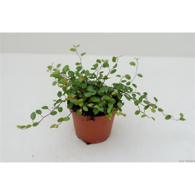 Muehlenbeckia com. 'Mao'ri, pot 11 cm, h 15 cm