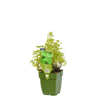 Munt, Mentha Rotundifolia Pineapple Mint, pot 11 cm - afbeelding 1