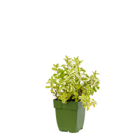 Munt, Mentha Rotundifolia Pineapple Mint, pot 11 cm - afbeelding 2
