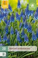 Muscari armeniacum, 20 stuks