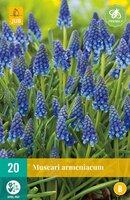 Muscari armeniacum  20 stuks