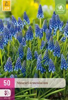 Muscari armeniacum, 50 stuks