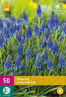 Muscari armeniacum 50st