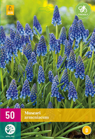 Muscari armeniacum 50st - afbeelding 3