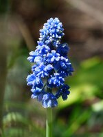 Muscari Armeniacum - afbeelding 2