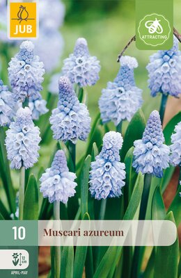 Muscari azureum, 10 stuks