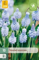 Muscari azureum, 10 stuks