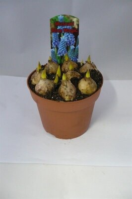 Muscari Blue Magic P12