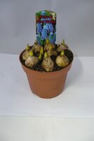 Muscari Blue Magic P12
