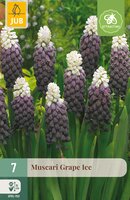 Muscari Grape Ice, 7 stuks