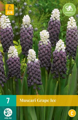 Muscari grape ice 7 stuks