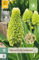 Muscari Lady Madonna, 15 stuks