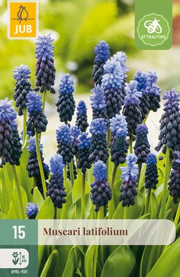Muscari latifolium, 15 stuks