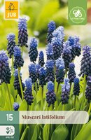Muscari latifolium, 15 stuks