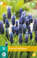 Muscari latifolium 15 stuks