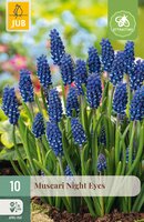 Muscari Night Eyes, 10 stuks