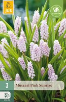 Muscari Pink Sunrise, 3 stuks