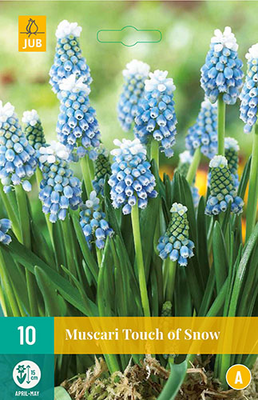 Muscari touch of snow 10st - afbeelding 1