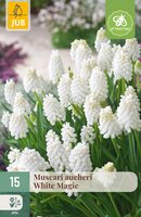 Muscari White magic, 15 stuks