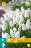 Muscari white magic 15 stuks