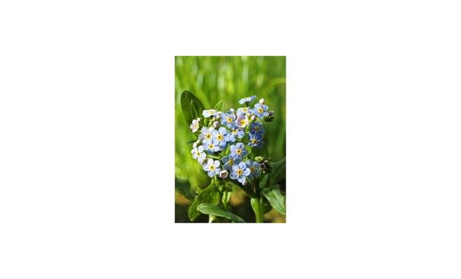 Myosotis palustris P9