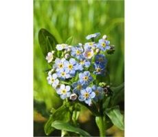 Myosotis palustris P9