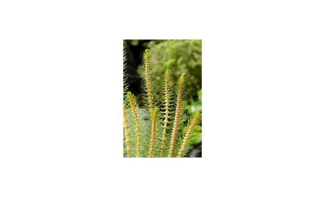 Myriophyllum crispata P11 - afbeelding 1