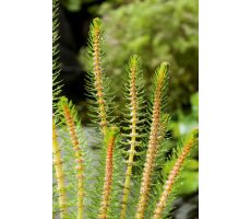 Myriophyllum crispata P11 - afbeelding 2