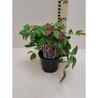 Nandina domestica Blush Pink, pot 17 cm, h 30 cm