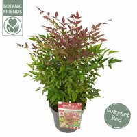 Nandina domestica 'Obsessed' p 23 cm, h 40 cm - afbeelding 3