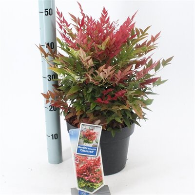 Nandina domestica Obsessed ('Seika'PBR) p17 - afbeelding 1