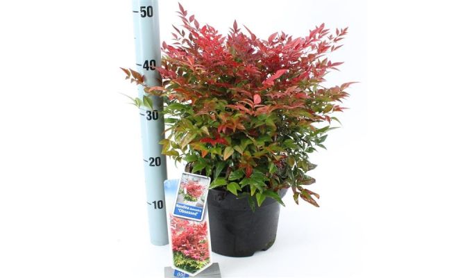 Nandina Domestica Obsessed Seika, pot 17 cm, h 40 cm